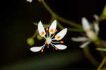 Michaux's saxifrage